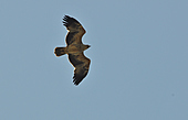 Östlicher Kaiseradler-Bild oder Foto