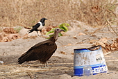 Kappengeier-Bild oder Foto