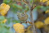 Wintergoldhähnchen-Bild oder Foto