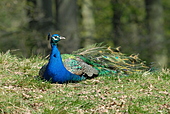 Pfau-Bild oder Foto