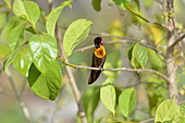 Topasrubinkolibri-Bild oder Foto