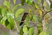 Topasrubinkolibri-Bild oder Foto