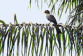 Schwarzschwanz-Lärmvogel-Bild oder Foto