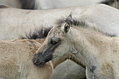 Dülmener Wildpferd-Bild oder Foto