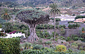Kanarischer Drachenbaum-Bild oder Foto