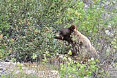 Grizzlybär-Bild oder Foto