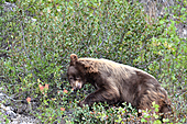 Grizzlybär-Bild oder Foto