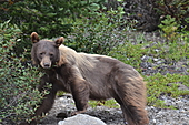 Grizzlybär-Bild oder Foto