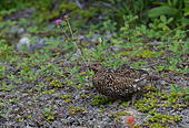 Tannenhuhn-Bild oder Foto