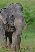 Asiatischer Elefant-Bild oder Foto