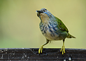 Azur-Naschvogel-Bild oder Foto