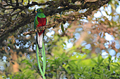 Quetzal-Bild oder Foto