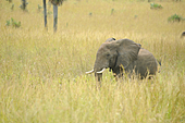 Afrikanischer Elefant-Bild oder Foto