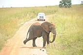Afrikanischer Elefant-Bild oder Foto