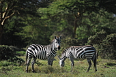 Boehm-Zebra-Bild oder Foto