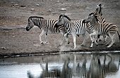 Damara-Zebra-Bild oder Foto