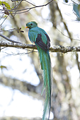 Quetzal-Bild oder Foto
