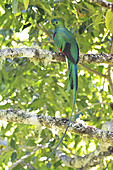 Quetzal-Bild oder Foto