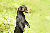 Tayra-Bild oder Foto