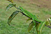 Grüner Leguan-Bild oder Foto