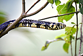 Oriole snake Hühnerfresser-Bild oder Foto