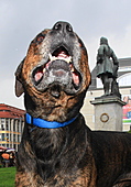 Kampfhunde-Bild oder Foto