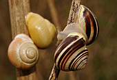 Garten-Bänderschnecke-Bild oder Foto