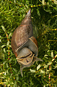 Spitzhornschnecke-Bild oder Foto