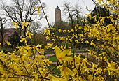 Forsythien-Bild oder Foto