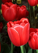 Tulpe-Bild oder Foto