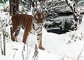 Indochinesischer Tiger-Bild oder Foto