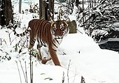 Tiger-Bild oder Foto