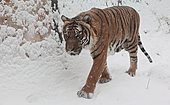 Tiger-Bild oder Foto