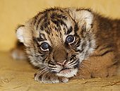Indochinesischer Tiger-Bild oder Foto