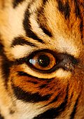 Indochinesischer Tiger-Bild oder Foto