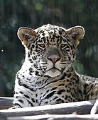 Jaguar-Bild oder Foto