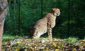 Gepard-Bild oder Foto