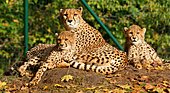 Gepard-Bild oder Foto