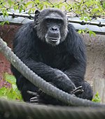 Schimpanse-Bild oder Foto