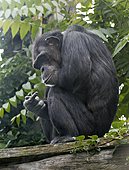 Affen-Bild oder Foto