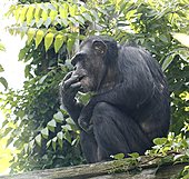 Schimpanse-Bild oder Foto