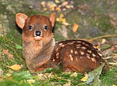 Pudu-Bild oder Foto