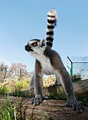 Lemuren-Bild oder Foto