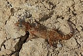 Geckos-Bild oder Foto