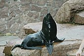 Südamerikanischer Seebär-Bild oder Foto