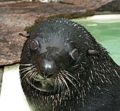 Südamerikanischer Seebär-Bild oder Foto