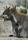 Rotnackenwallaby-Bild oder Foto