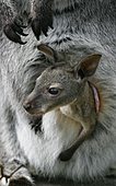 Rotnackenwallaby-Bild oder Foto