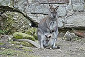 Rotnackenwallaby-Bild oder Foto