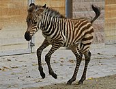 Zebras-Bild oder Foto